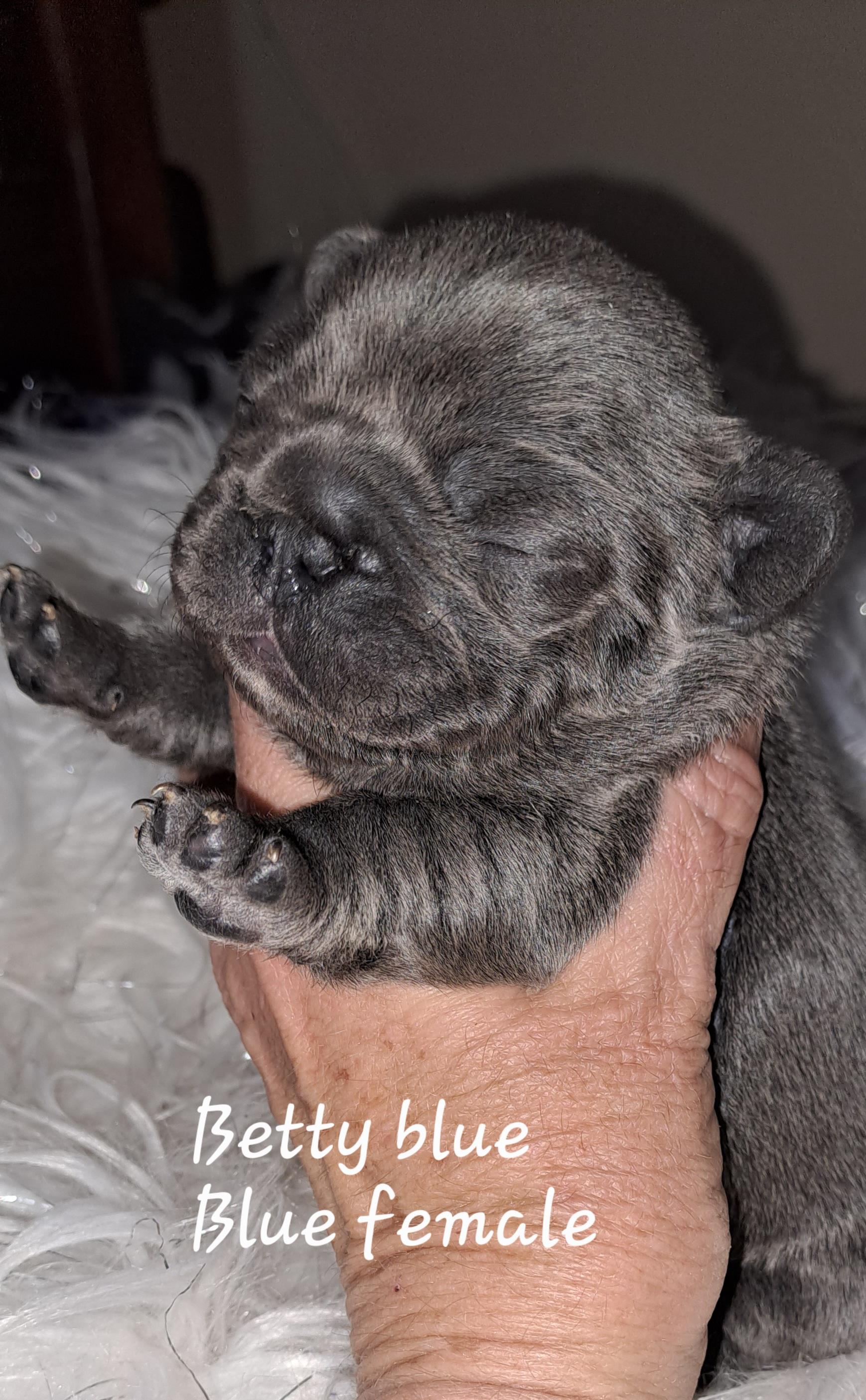 betty-blue-female-french-bulldog-south-africa